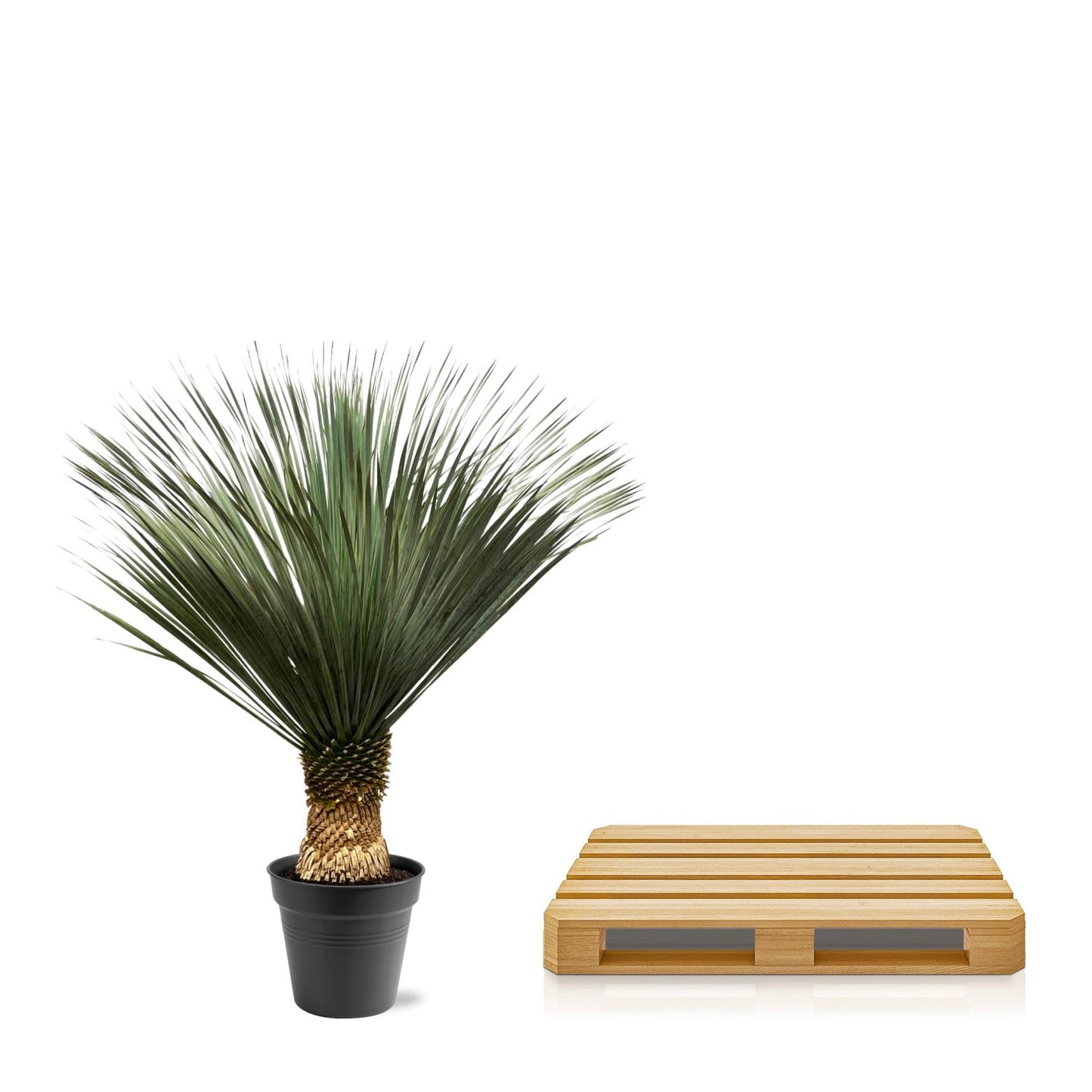 Yucca Rostrata – 130–150 cm – Ø50