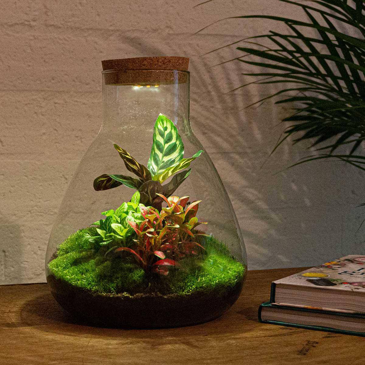Flaschengarten – Sam Calathea mit Lampe – 30 cm – Rechen + Schaufel + Pinzette + Schere - Botanic-Vibes