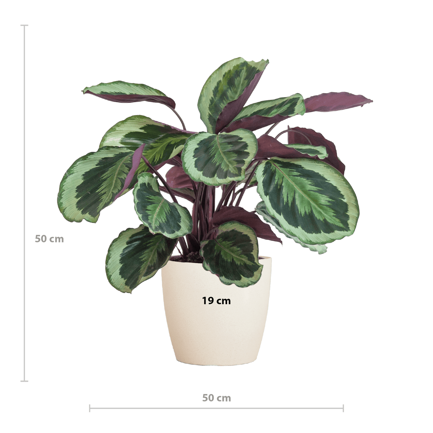 Calathea Medaillon mit Viber Weiß - 65cm - Ø21 - Botanic-Vibes