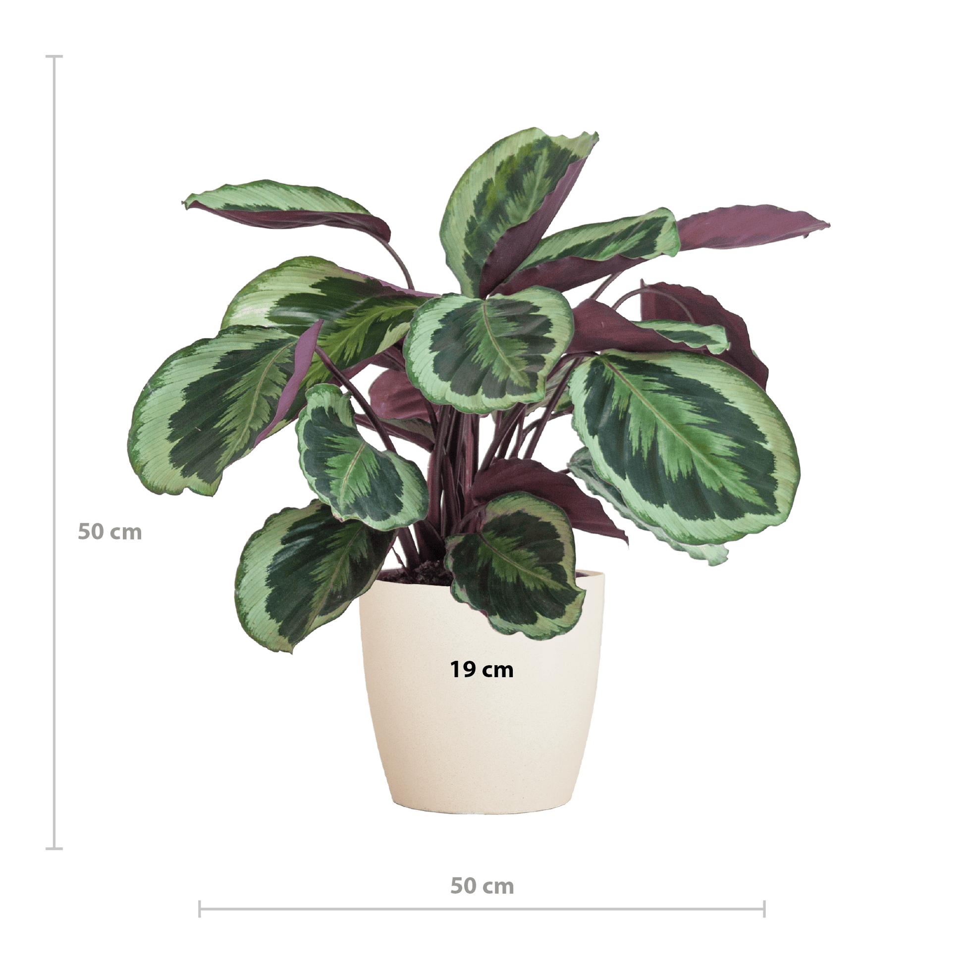 Calathea Medaillon mit Viber Weiß - 65cm - Ø21 - Botanic-Vibes