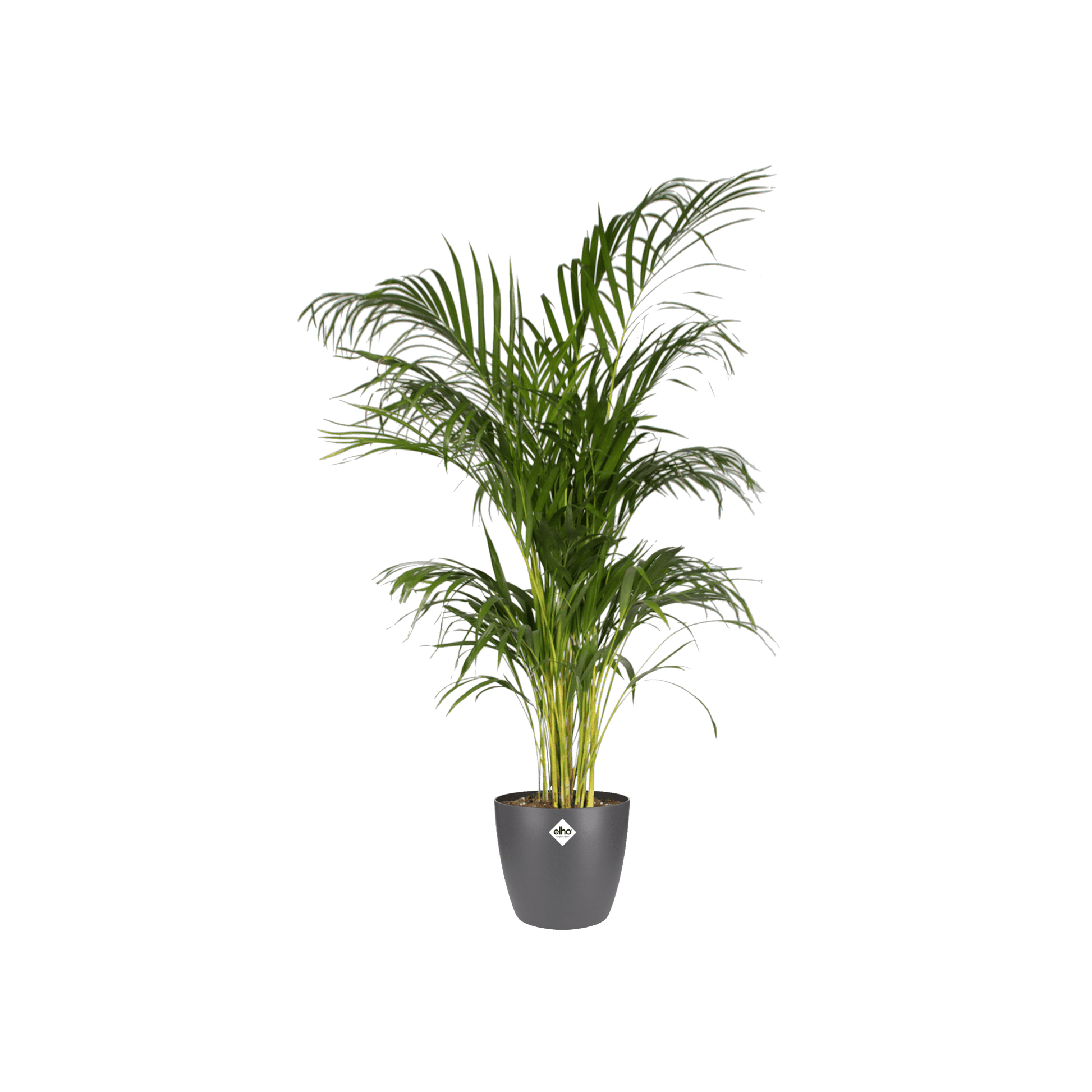 Topf elho Brussels Round Anthrazit – D30 × H27 - Botanic-Vibes