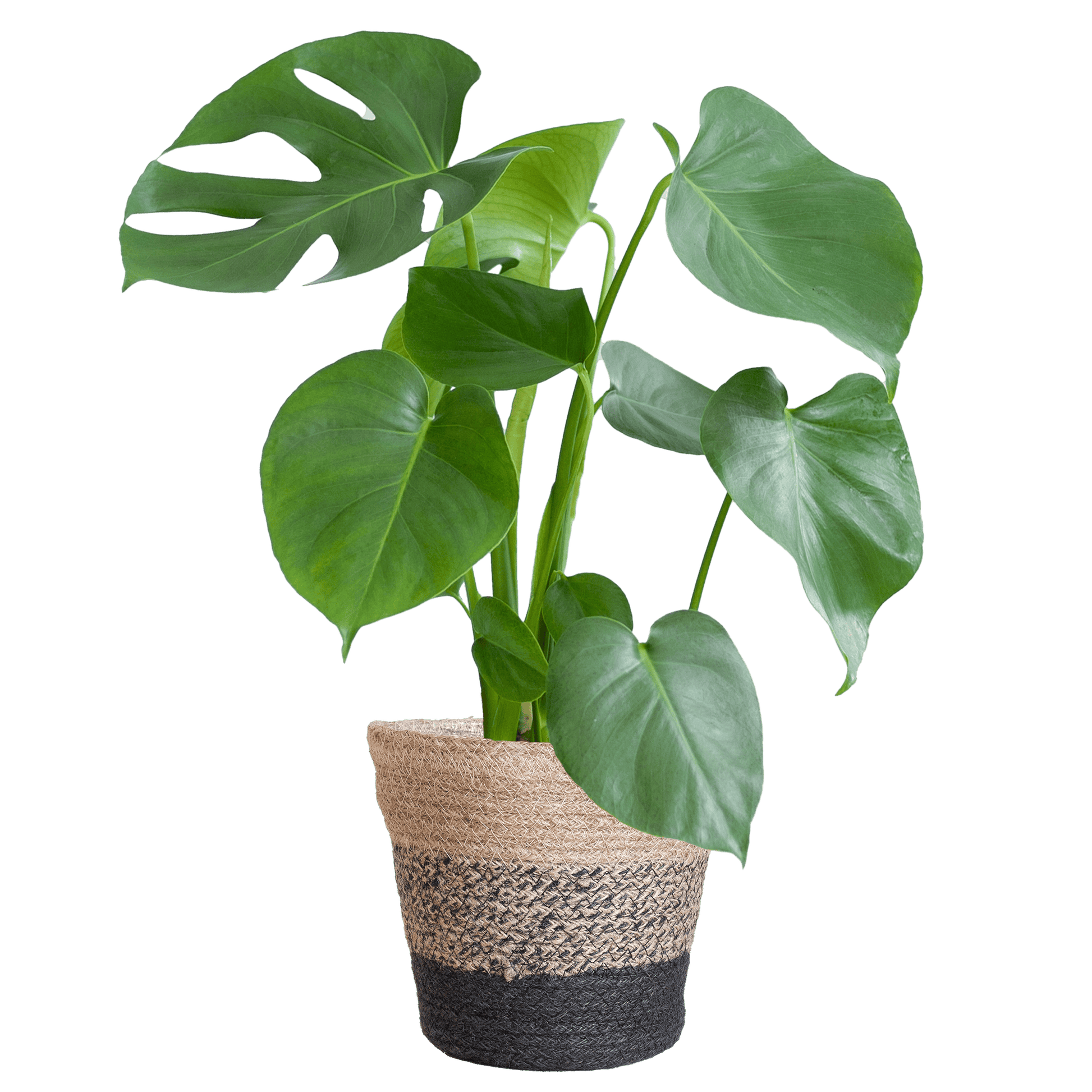 Monstera Deliciosa mit dem Lissabon-Schwarzkorb - 50cm - Ø17 - Botanic-Vibes