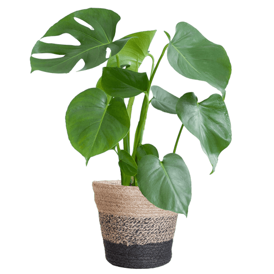 Monstera Deliciosa mit dem Lissabon-Schwarzkorb - 50cm - Ø17 - Botanic-Vibes
