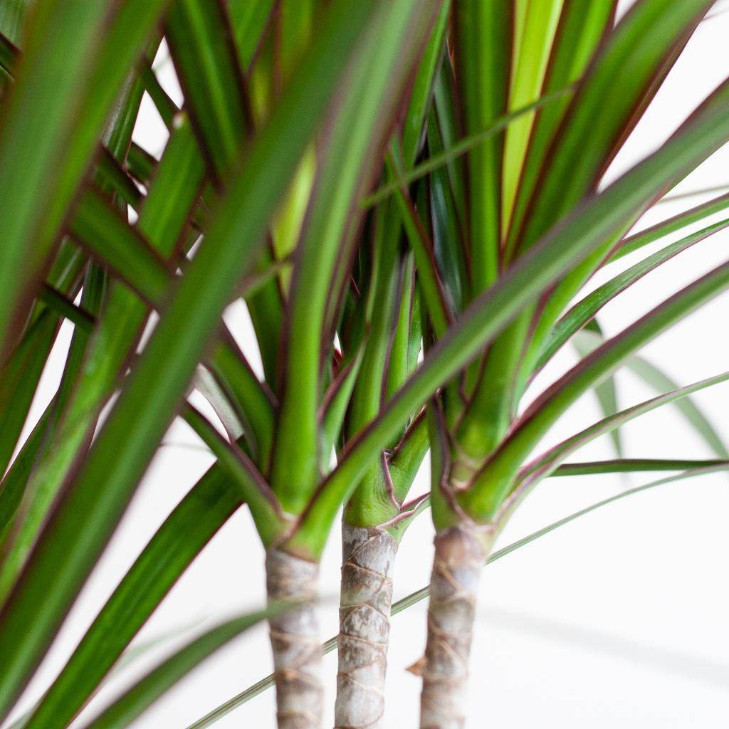 Dracaena Marginata mit weißem Lissabon-Korb - 95 cm - Ø21 - Botanic-Vibes