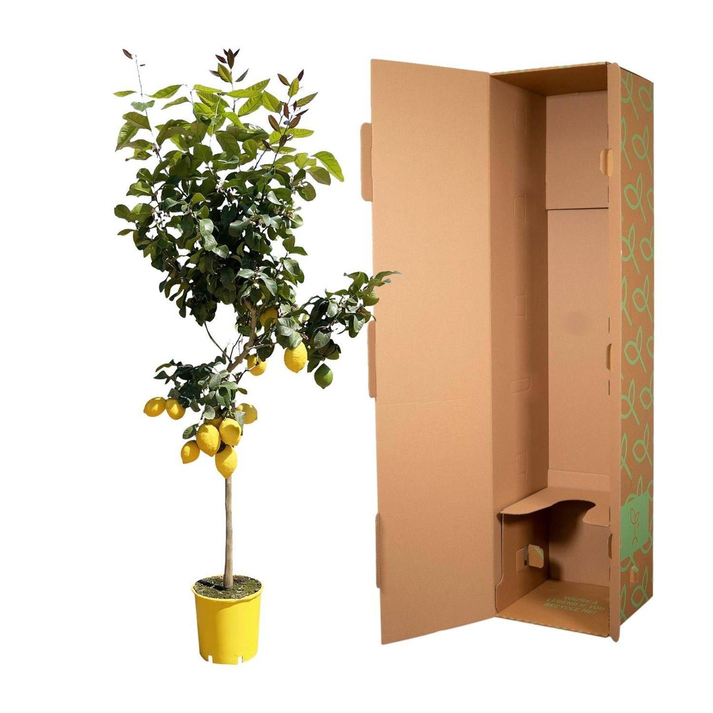 Zitronenbaum – 150 cm – Ø24 - Botanic-Vibes