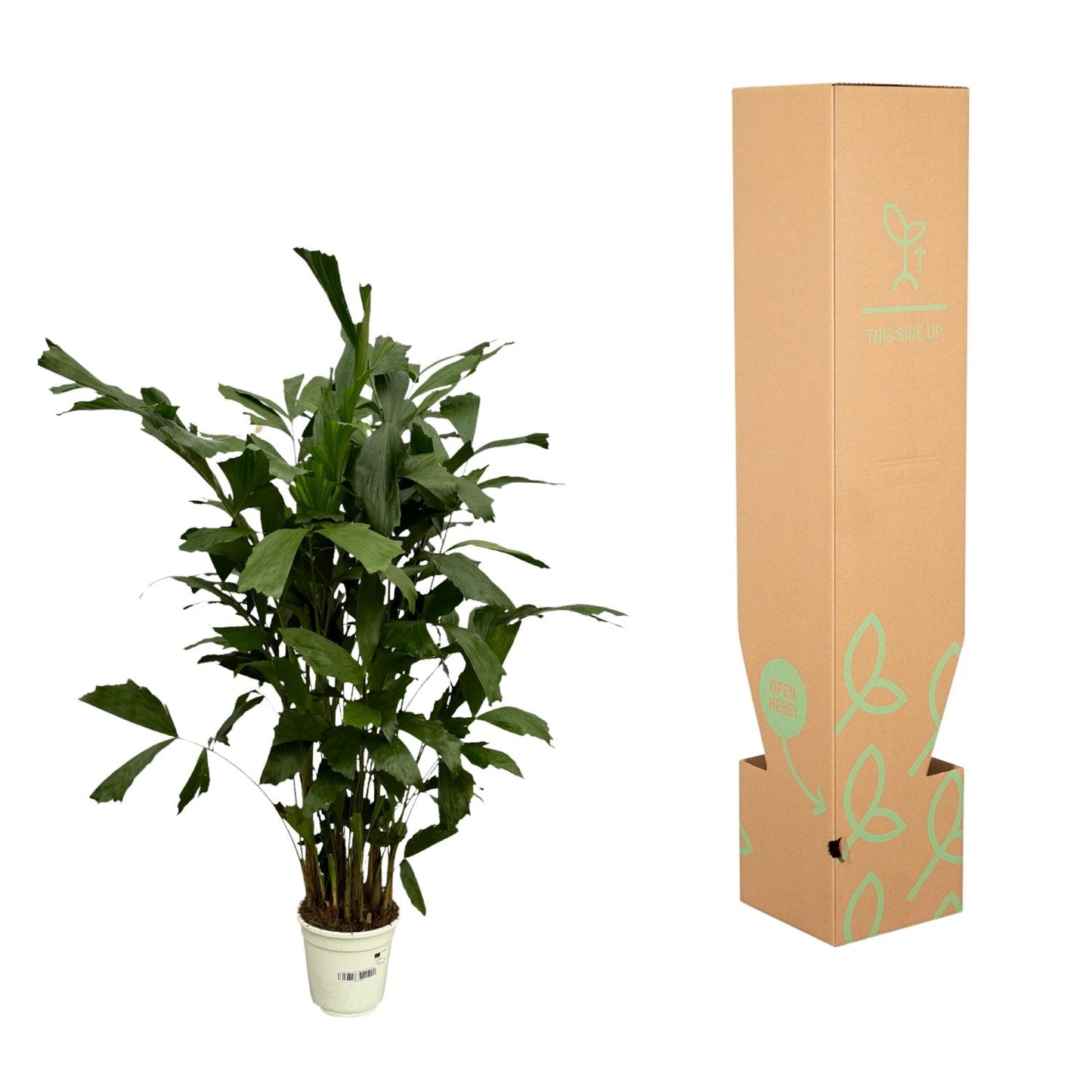 Caryota mitis – 130 cm – Ø19