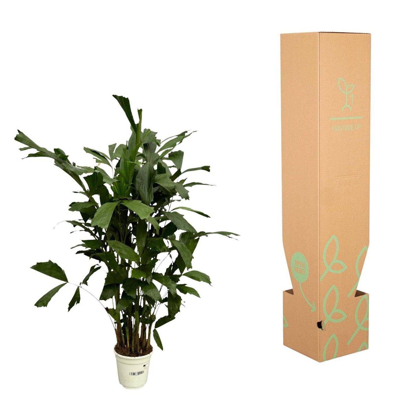 Caryota mitis – 130 cm – Ø19 - Botanic-Vibes