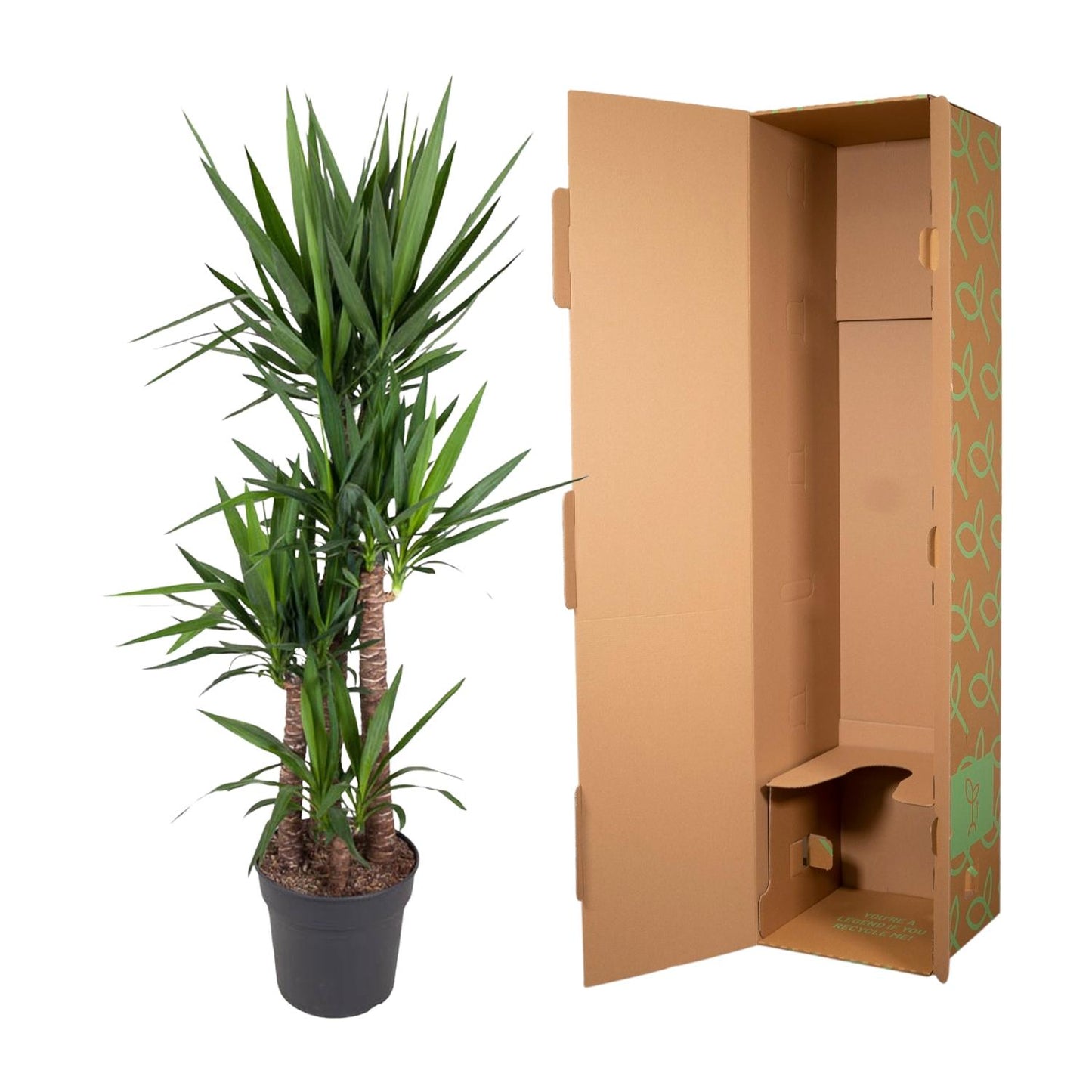 Yucca Elephantipe – 180 cm – Ø34