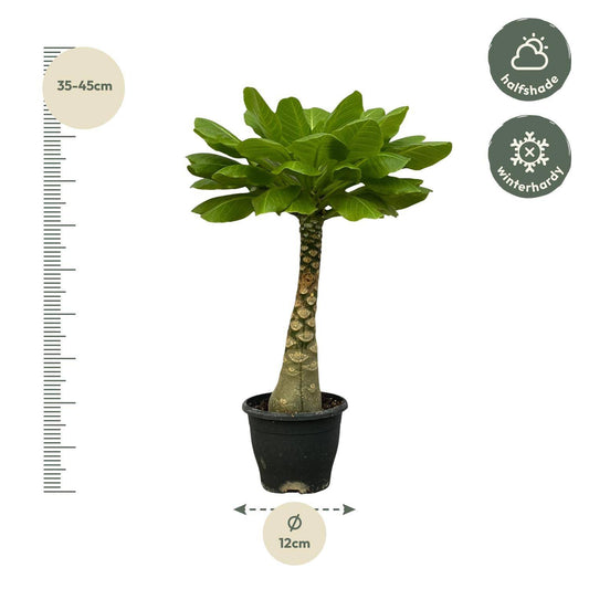 Birghamia Insignis – 25 cm – ø12 - Botanic-Vibes