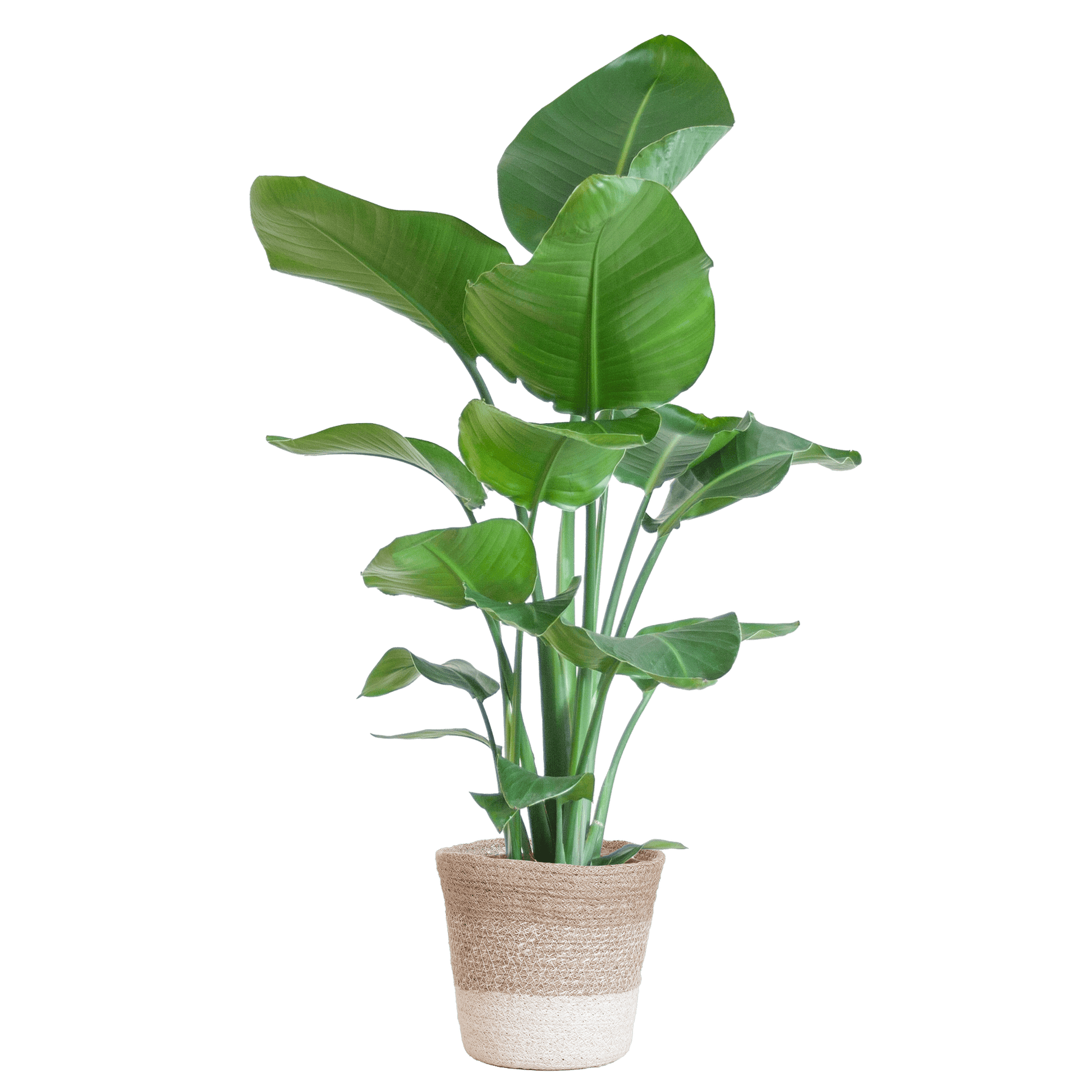 Strelitzia Nicolai met Lissabon mand wit - 80cm - Ø19 - Botanic-Vibes