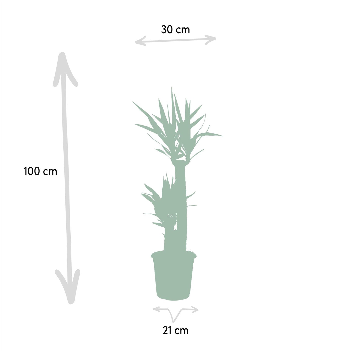 Yucca – Ø21cm – 100cm