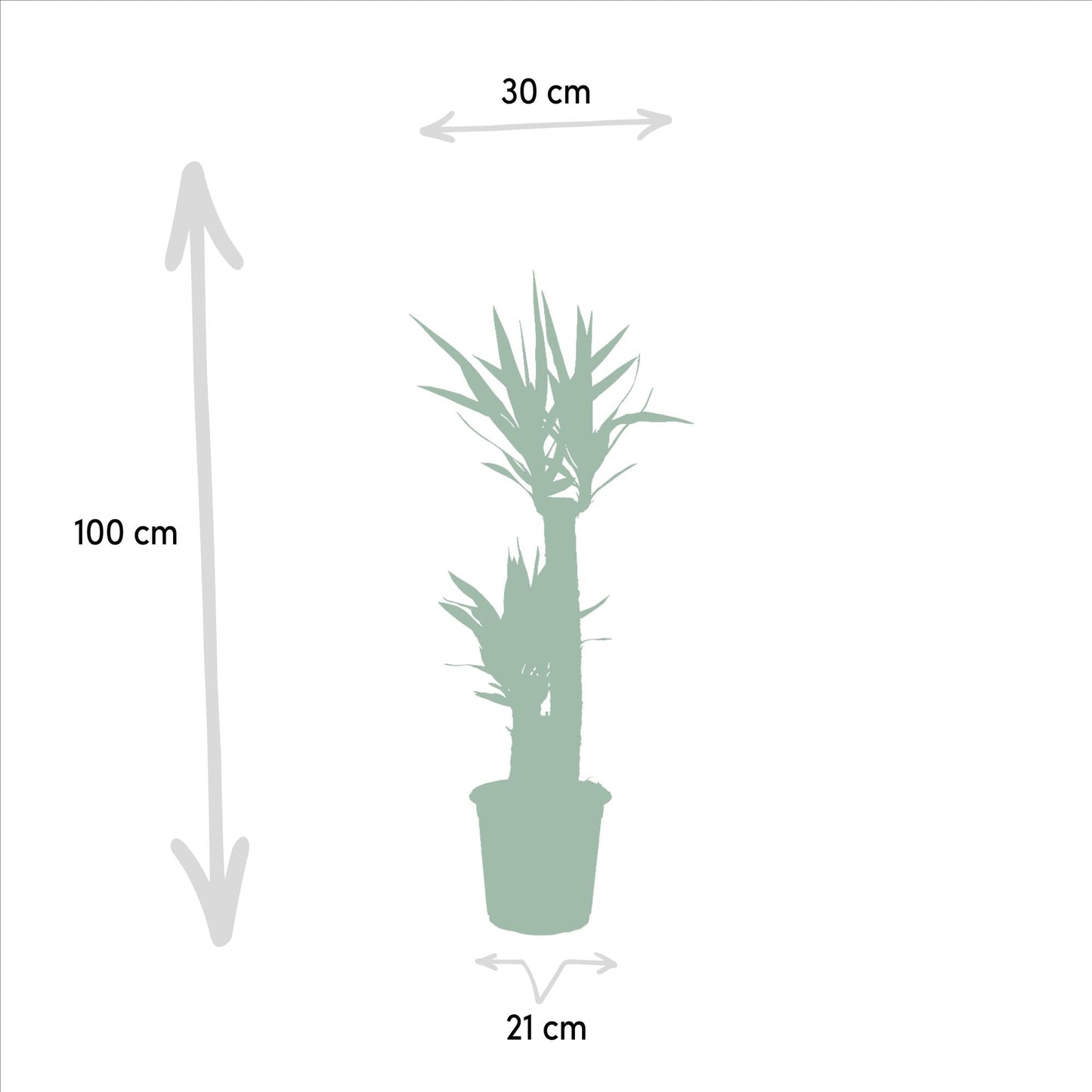 Yucca – Ø21cm – 100cm - Botanic-Vibes