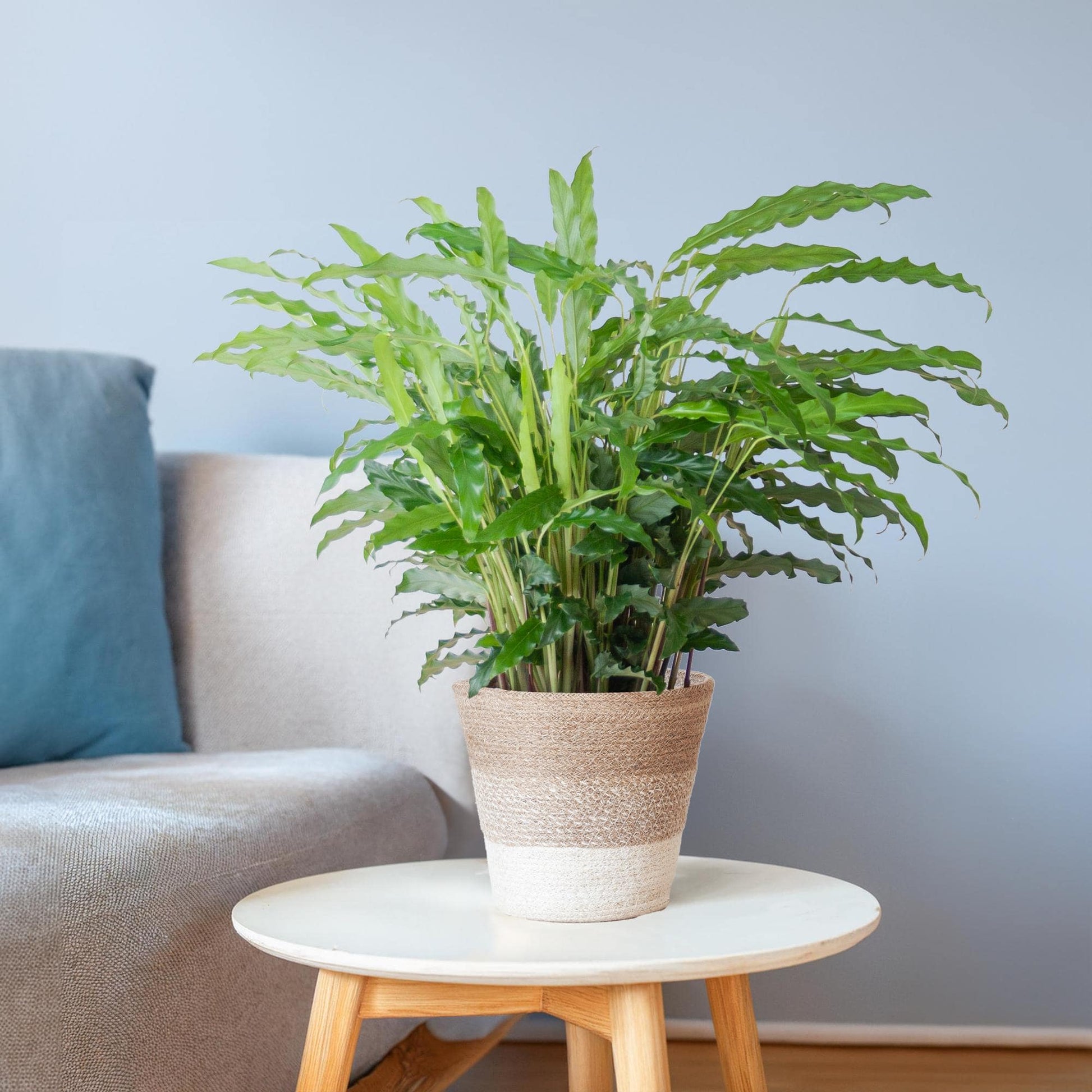 Calathea Rufibarba mit Korb Lissabon weiß - 55cm - Ø17 - Botanic-Vibes