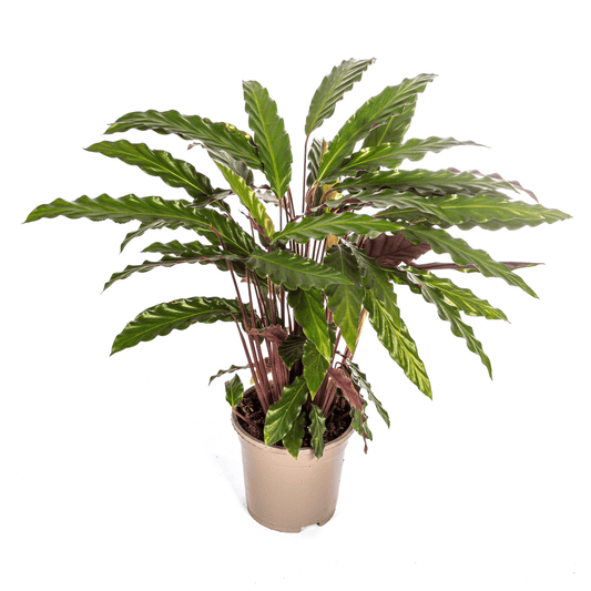 Calathea Rufibarba Ø17cm - ↕40 - 50cm - Botanic-Vibes