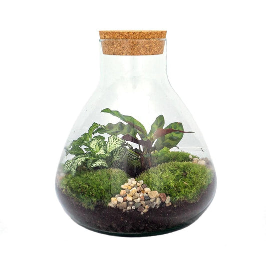 DIY-Terrarium „Sammie“ – 27 cm - Botanic-Vibes