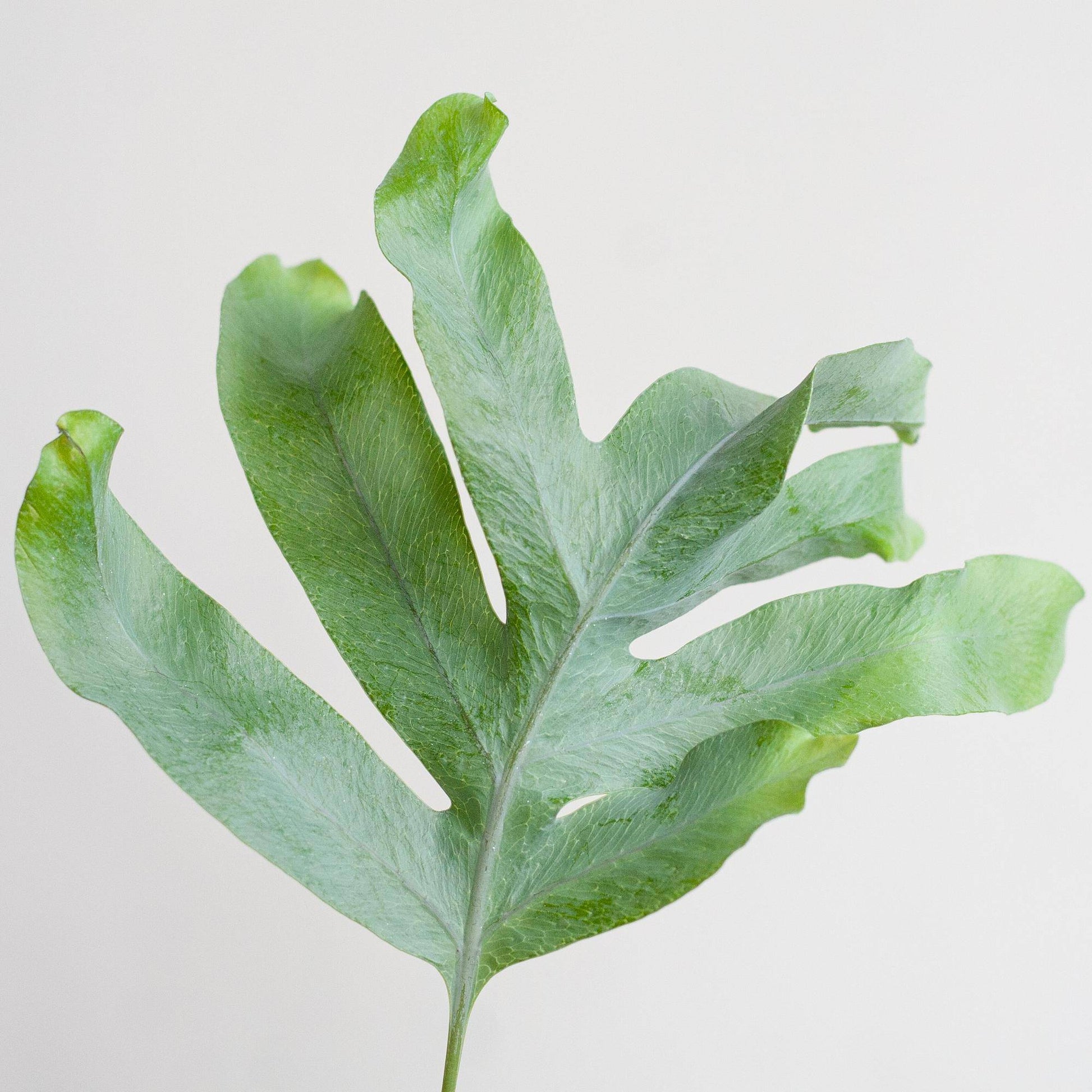 Phlebodium Aureum 'Blue Star' mit Korb Lissabon weiß - 40cm - Ø17 - Botanic-Vibes