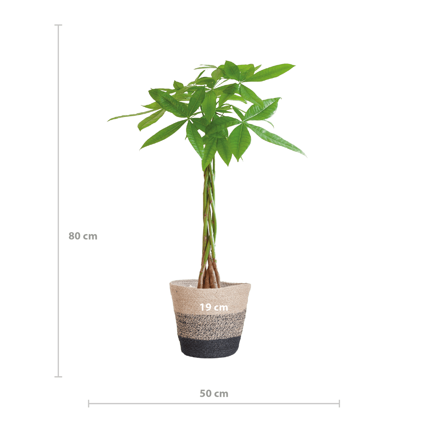 Pachira Aquatica mit Pflanzkorb Lissabon Schwarz - 80cm - Ø21 - Botanic-Vibes
