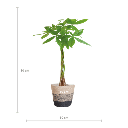 Pachira Aquatica mit Pflanzkorb Lissabon Schwarz - 80cm - Ø21 - Botanic-Vibes