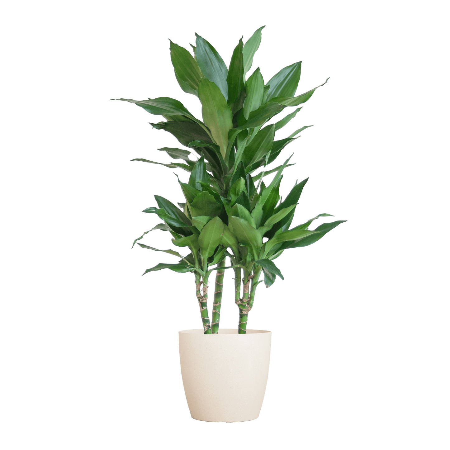 Dracaena  Janet Lindt mit Viber Weiß - 95cm - Ø21 - Botanic-Vibes