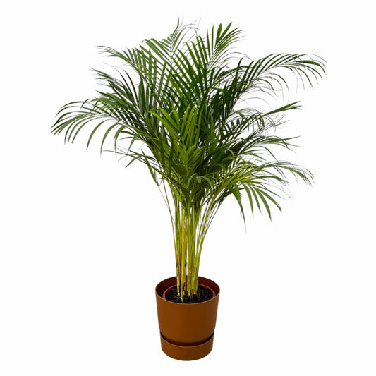 Areca-Palme – 130 cm – Ø24 inklusive elho Greenville Round Braun D30×H28 - Botanic-Vibes