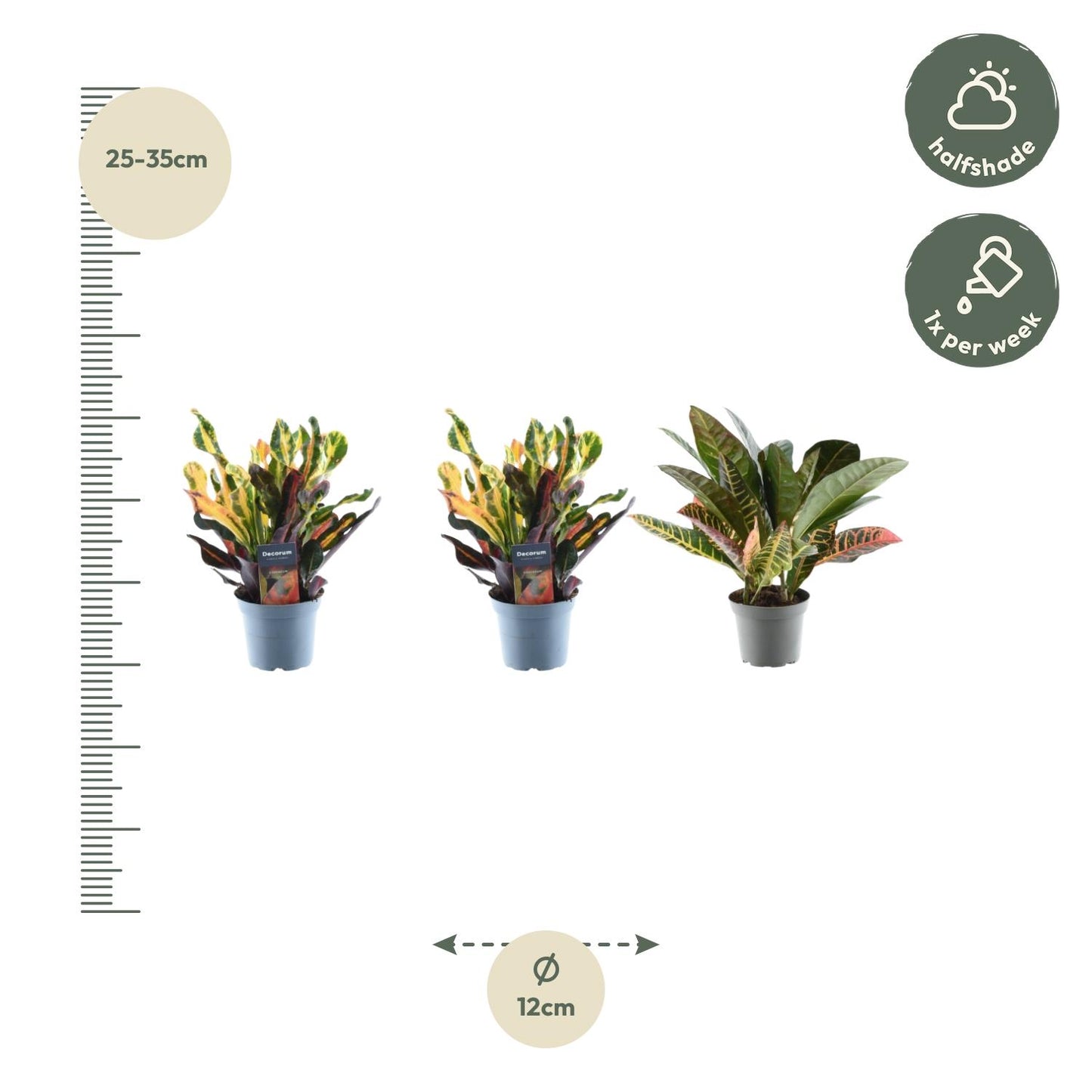 3× Croton codiaeum Mix – 30 cm – Ø12