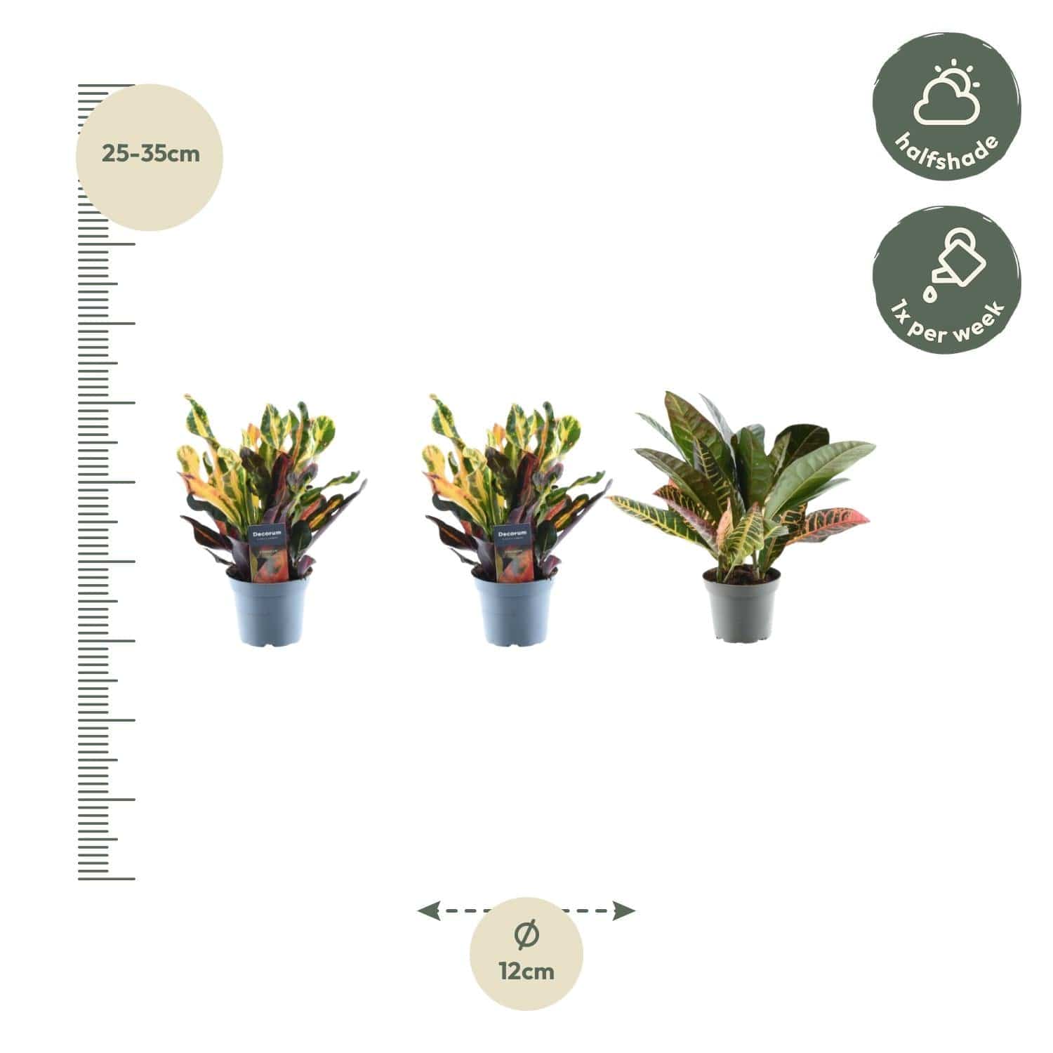 3× Croton codiaeum Mix – 30 cm – Ø12 - Botanic-Vibes