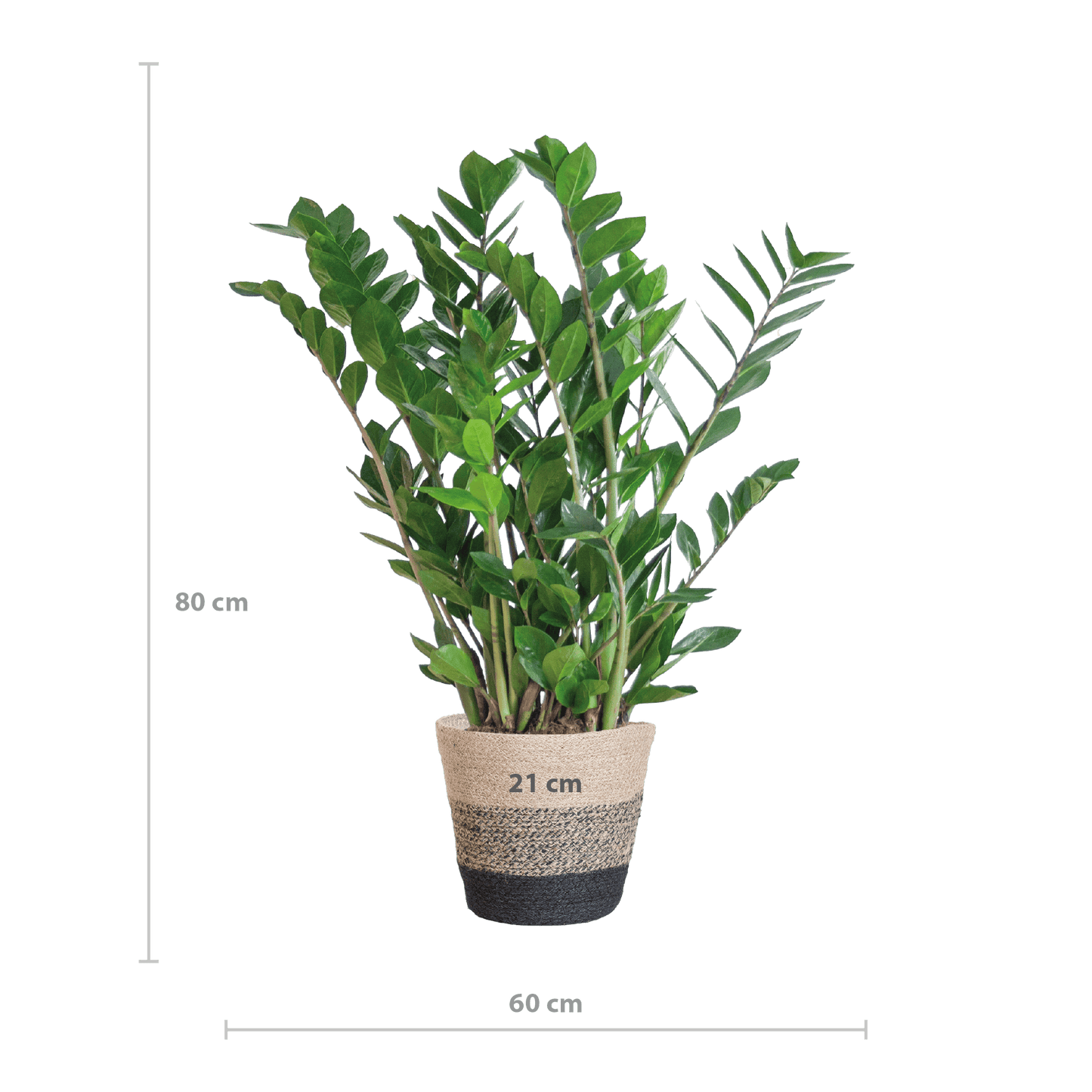 Zamioculcas Zamiifolia mit Pflanzkorb Lissabon Schwarz - 80cm - Ø21 - Botanic-Vibes
