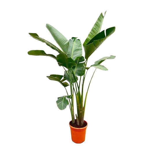 Strelitzia augusta de luxe XXL – 250cm – Ø38 - Botanic-Vibes