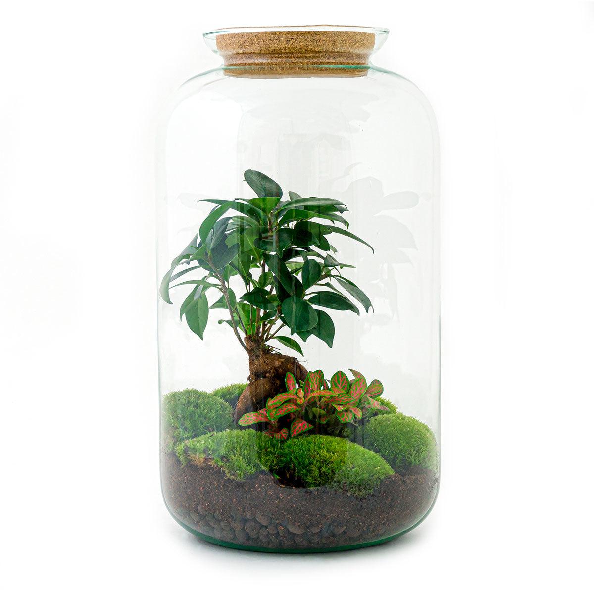 Flaschengarten – sven bonsai – 43 cm – Standardausführung