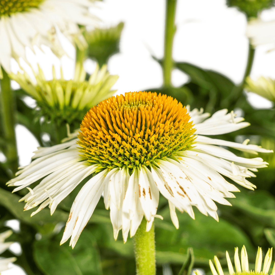 Echinacea purpurea White Ø19cm - ↕60 - 70cm - Botanic-Vibes