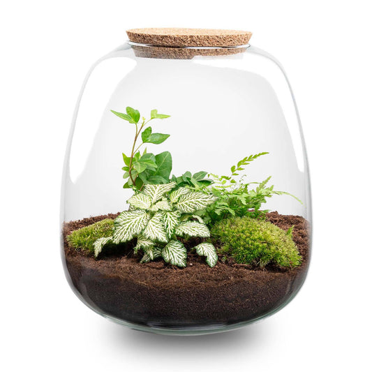 Pflanzterrarium „Emma“ – DIY-Set – 25 cm – Ø23 cm – Fittonia White Tiger - Botanic-Vibes
