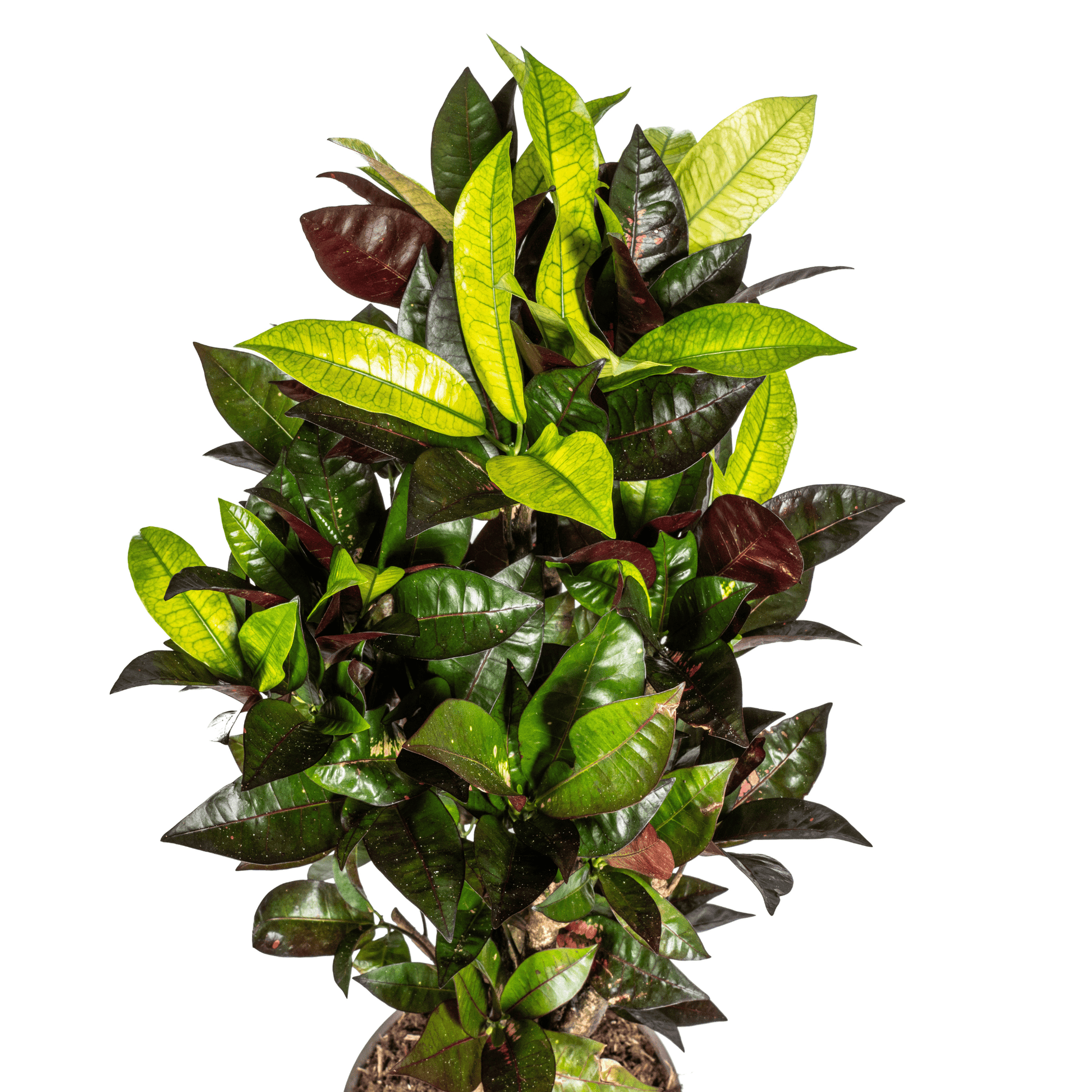 Codiaeum 'Croton' Iceton Ø21cm - ↕60 - 80cm - Botanic-Vibes