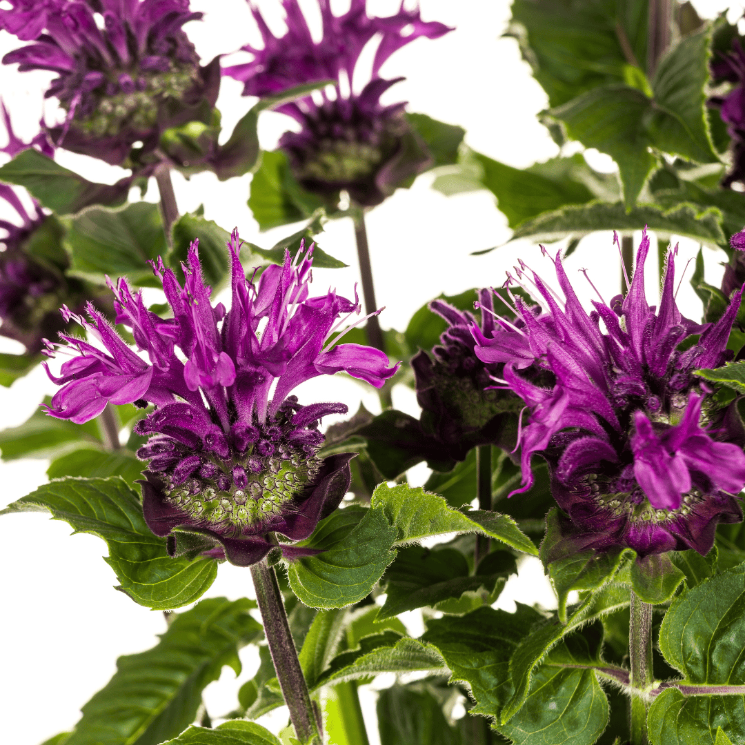 Monarda Didyma Purple Ø19cm - ↕45 - 60cm - Botanic-Vibes