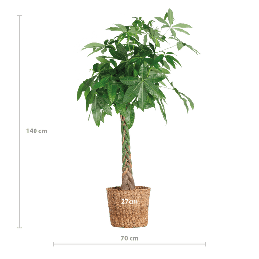Pachira Aquatica XL mit Torun-Korb – 140 cm – Ø24 - Botanic-Vibes