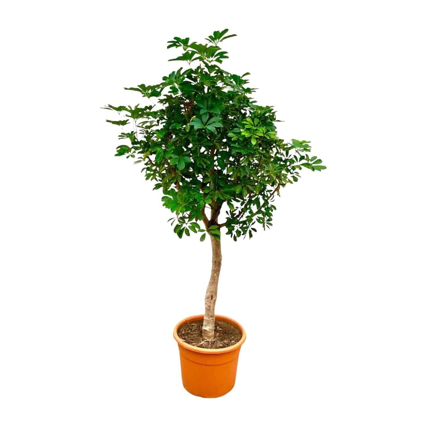 Schefflera auf Stamm – 210cm – Ø45 - Botanic-Vibes