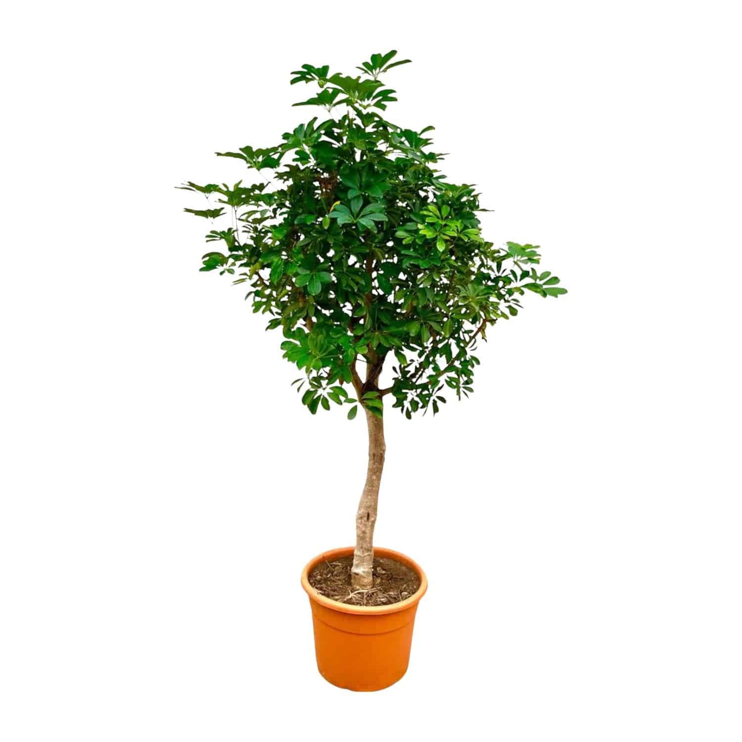 Schefflera auf Stamm – 210cm – Ø45 - Botanic-Vibes
