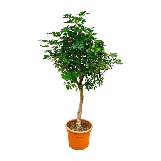 Schefflera auf Stamm – 210cm – Ø45 - Botanic-Vibes