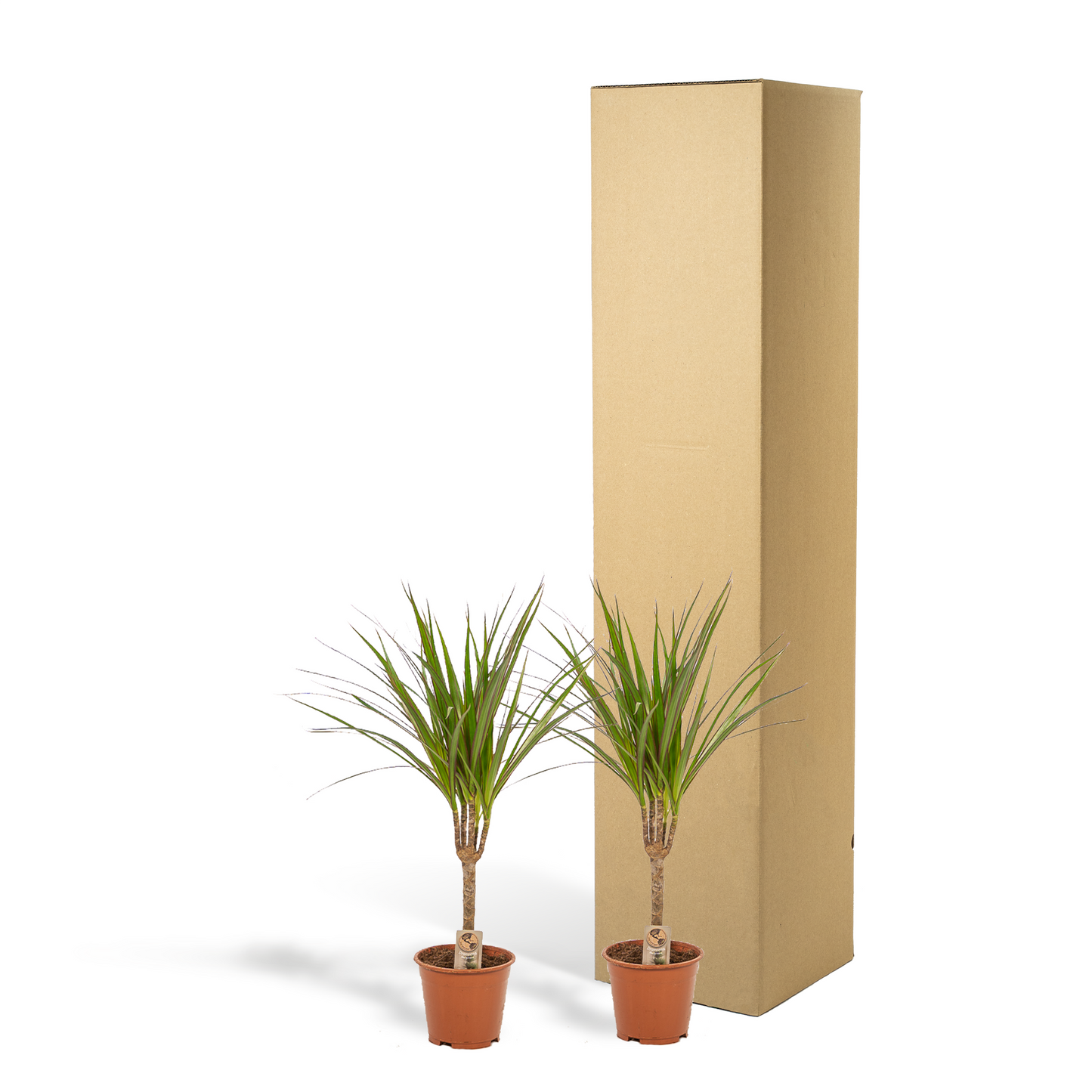 2× Dracaena – 60 cm – Ø14