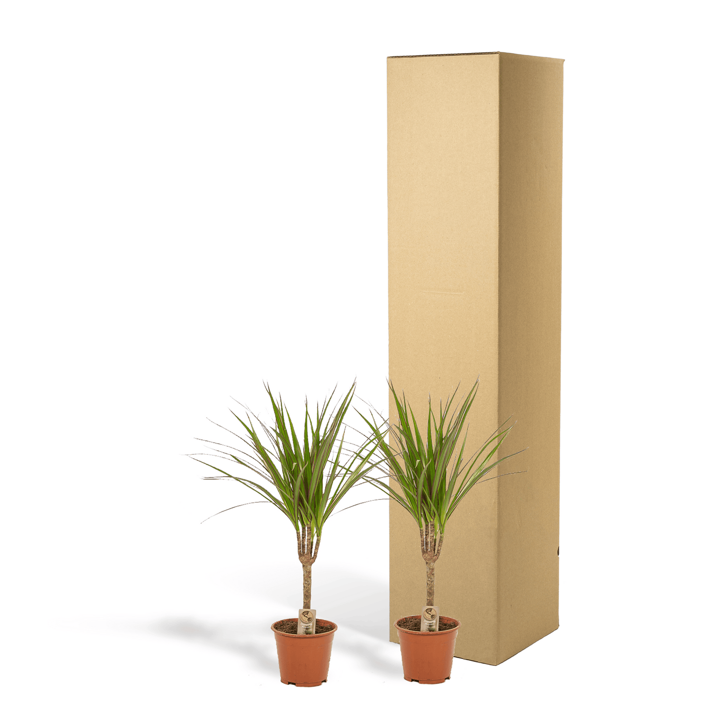 2× Dracaena – 60 cm – Ø14 - Botanic-Vibes
