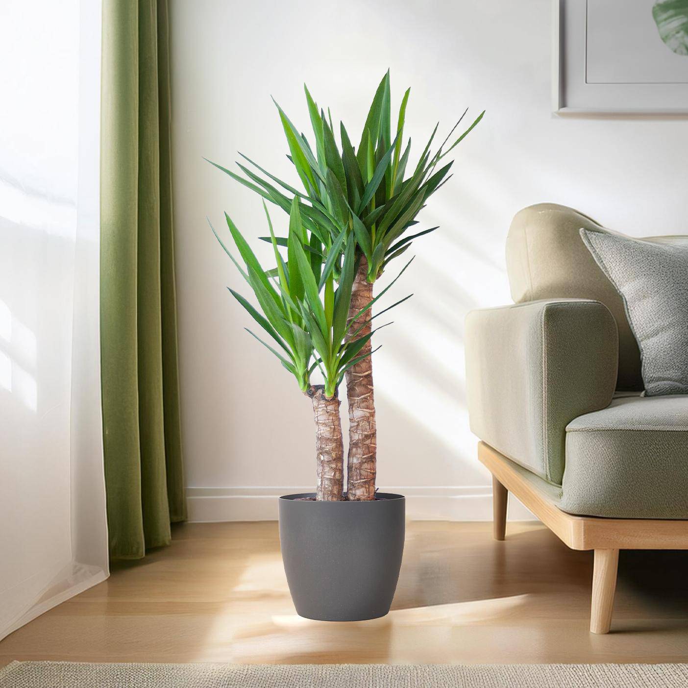 Yucca Elephantipes mit Viber Schwarz - 90cm - Ø21 - Botanic-Vibes