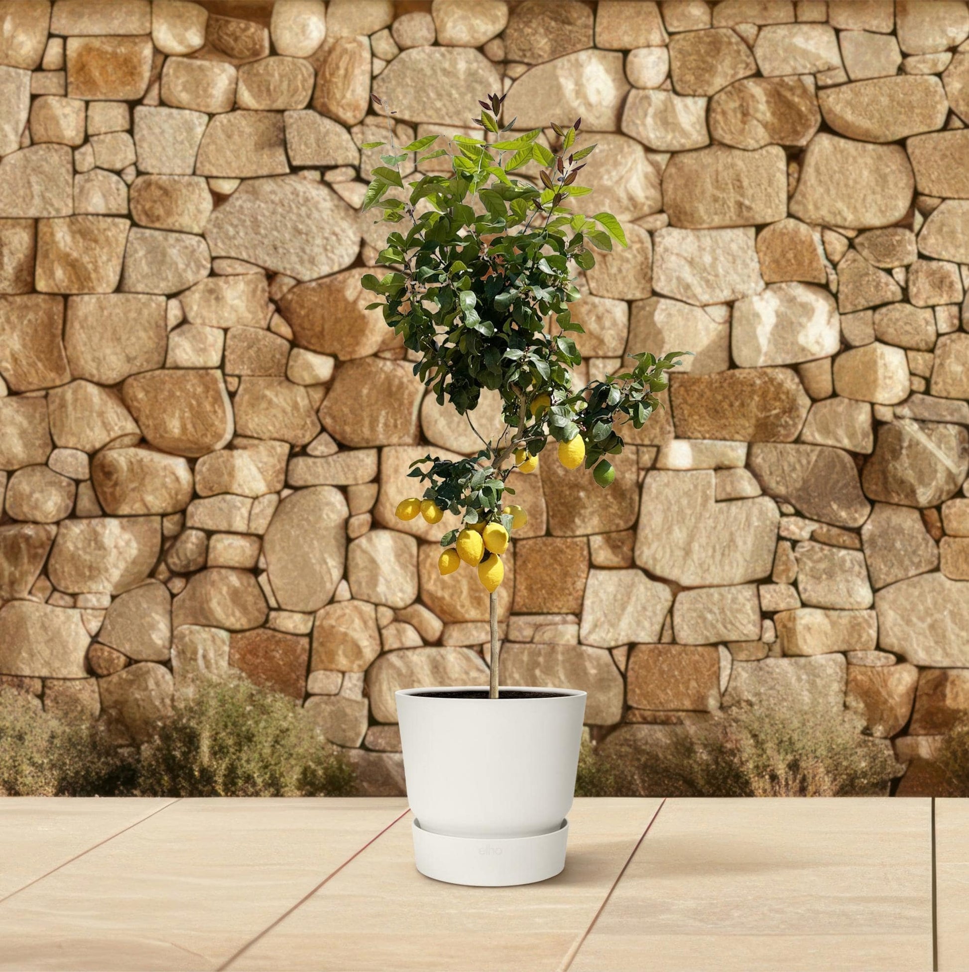 Zitronenbaum – 150 cm – Ø24 - Botanic-Vibes