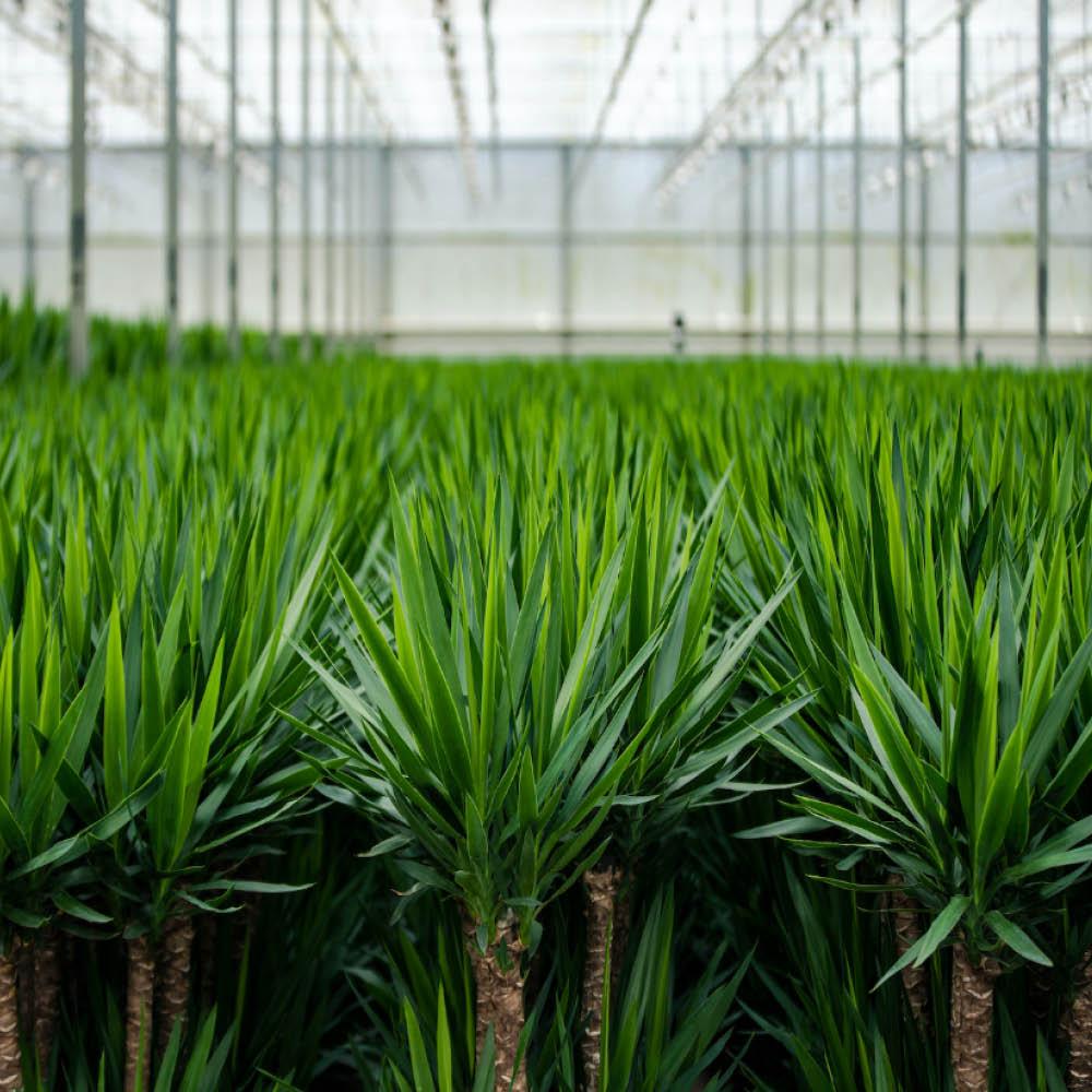 2x Yucca – 90cm – Ø17cm