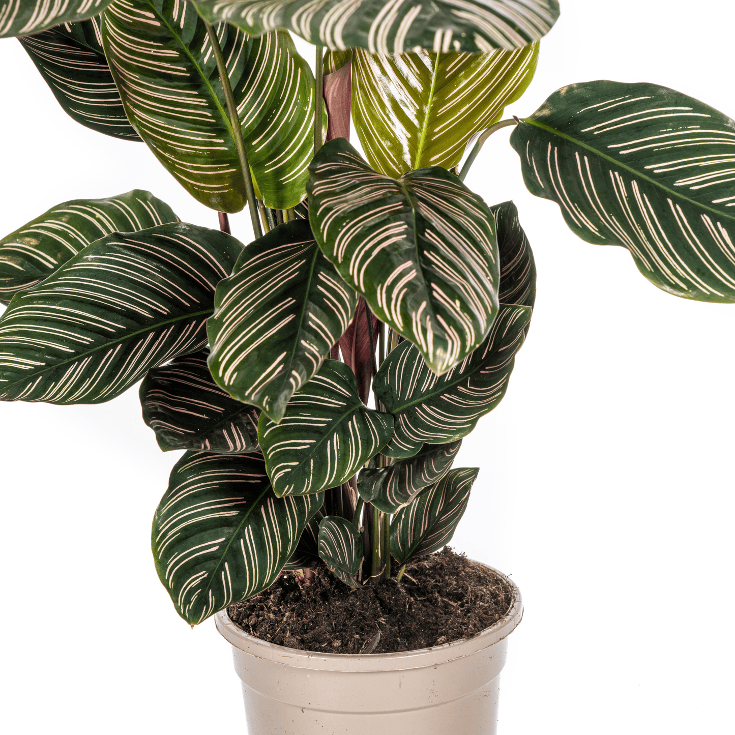 Calathea Ornata Sanderiana Ø17cm - ↕40 - 50cm - Botanic-Vibes