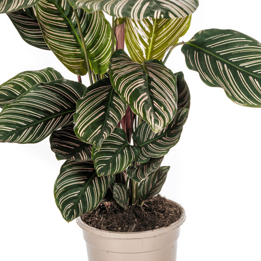 Calathea Ornata Sanderiana Ø17cm - ↕40 - 50cm - Botanic-Vibes