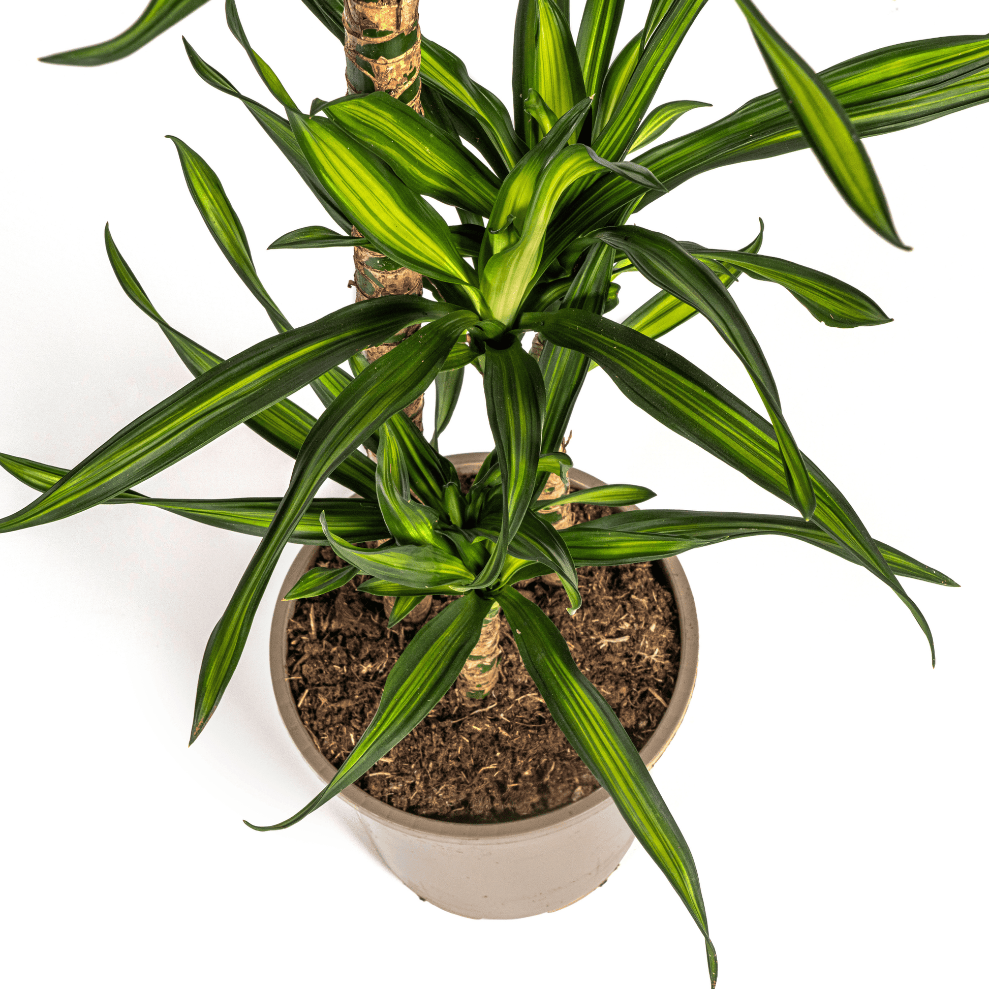 Dracaena Deremensis Rikki Ø21cm - ↕90 - 110cm - Botanic-Vibes