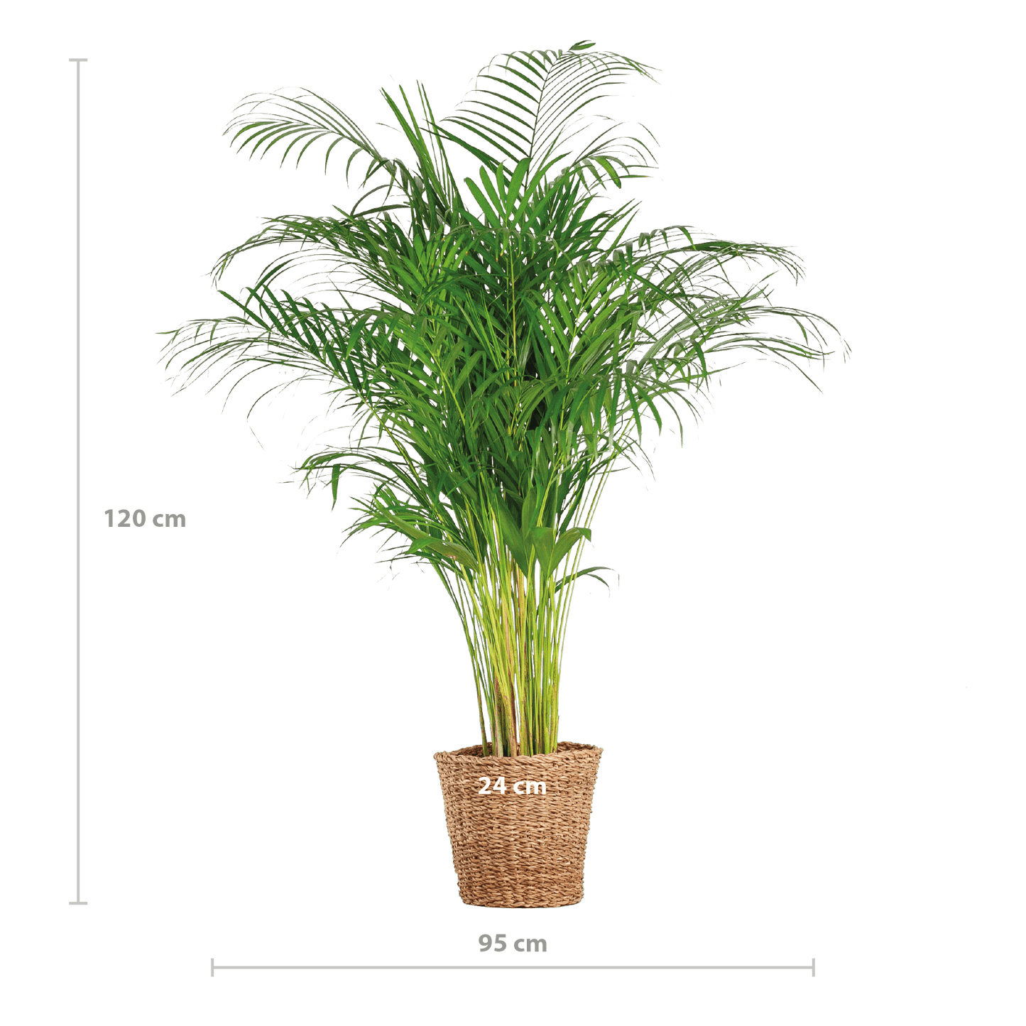 Areca-Palme (Dypsis) XL mit Korb Torun – 120 cm – Ø24 - Botanic-Vibes