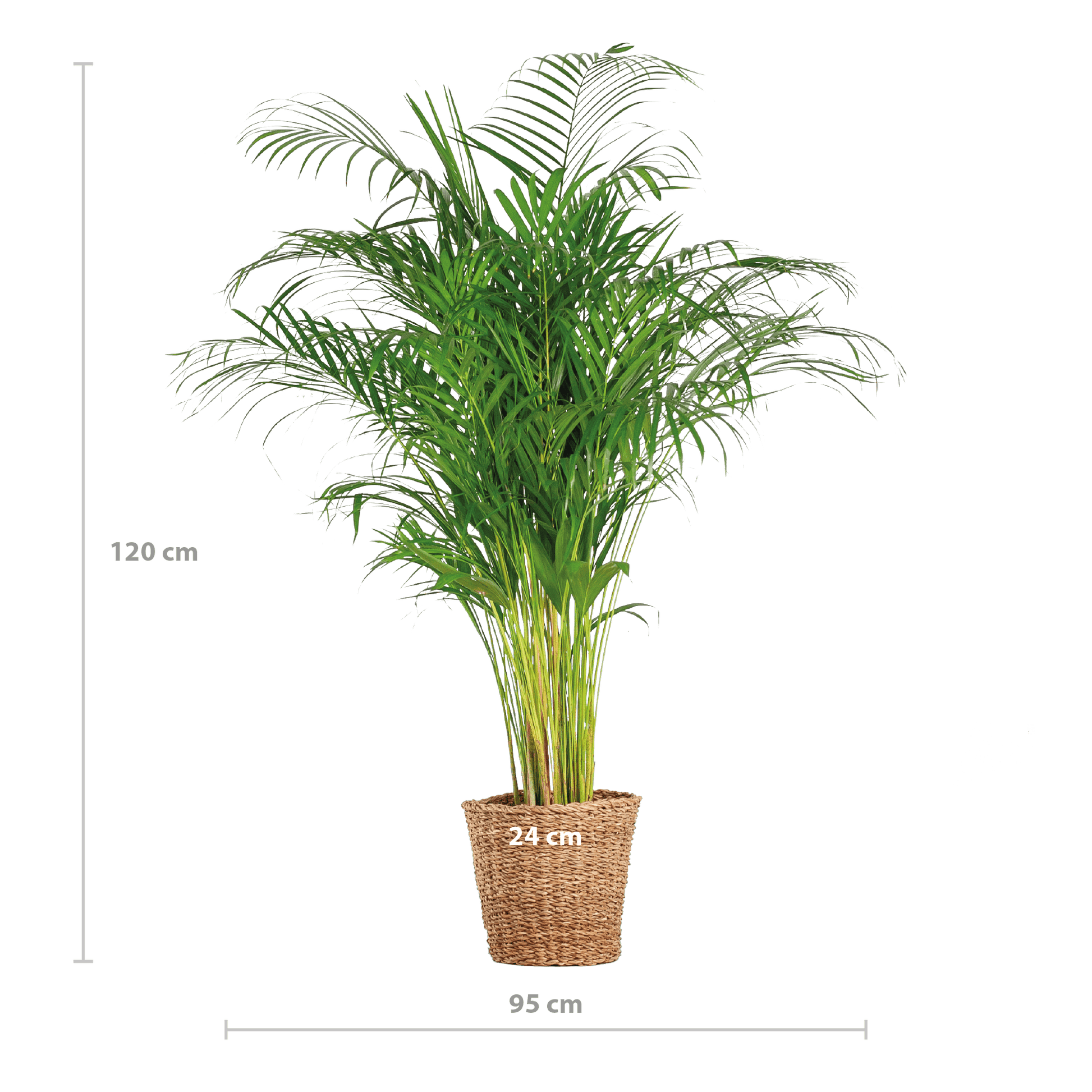 Areca-Palme (Dypsis) XL mit Korb Torun – 120 cm – Ø24 - Botanic-Vibes