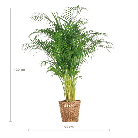 Areca-Palme (Dypsis) XL mit Korb Torun – 120 cm – Ø24 - Botanic-Vibes