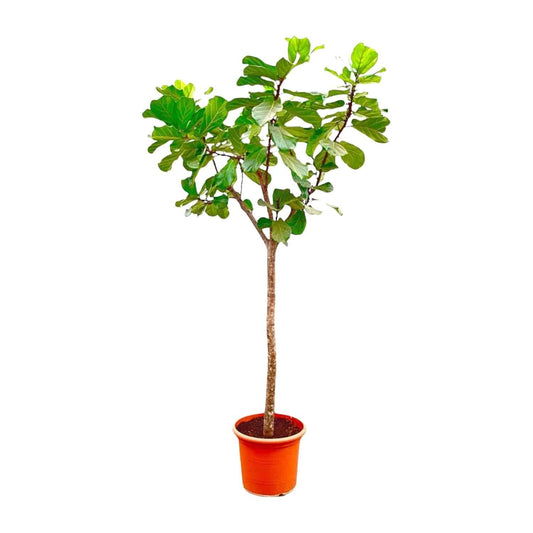Ficus lyrata Baum XXXL – 270 cm – Ø45 - Botanic-Vibes