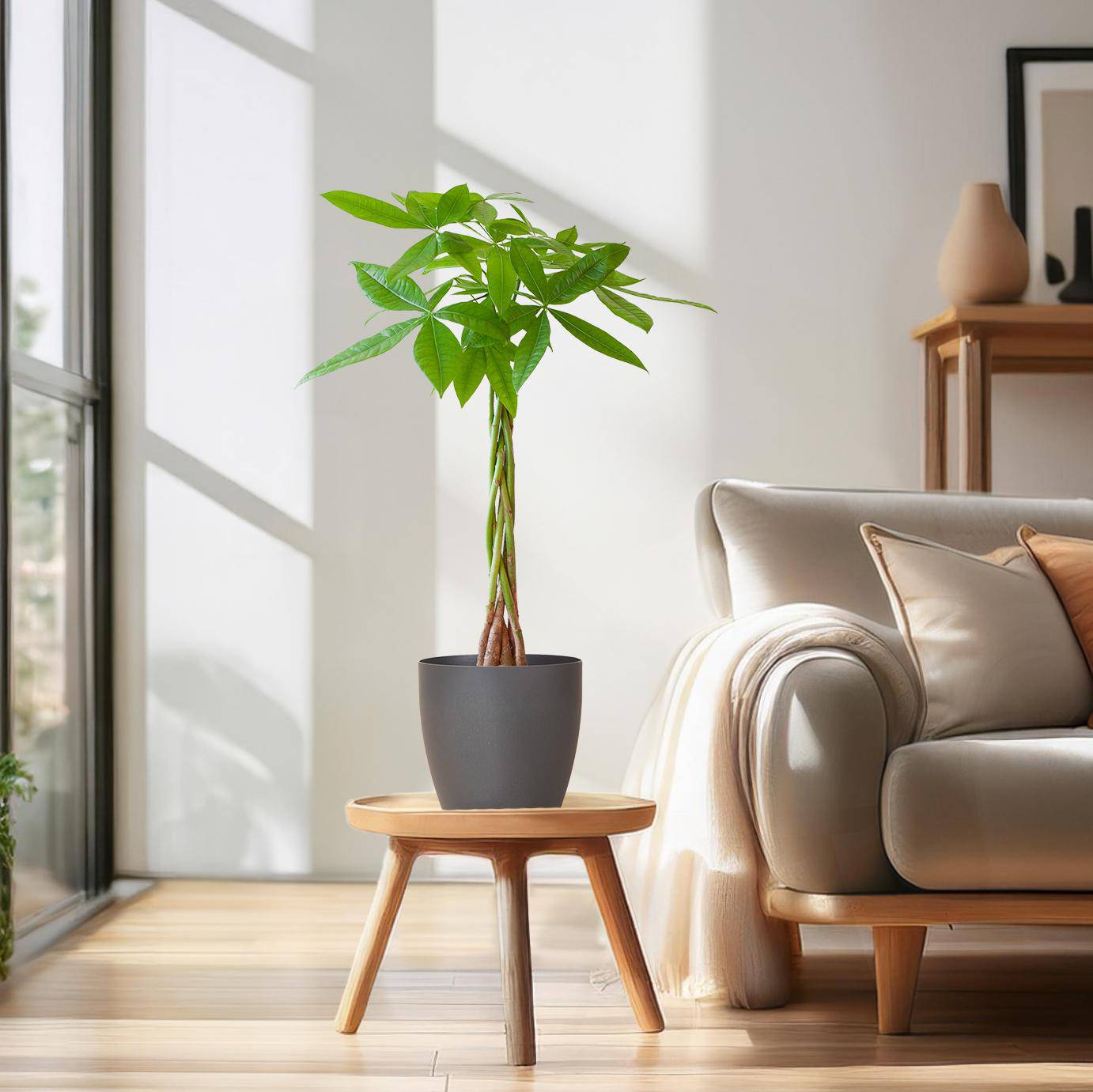 Pachira Aquatica mit Viber Grau - 80cm - Ø21 - Botanic-Vibes